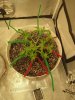 IMG_20210317_200322247.jpg