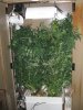 veg2.jpg