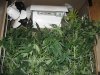 veg5.jpg