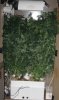 veg7.jpg