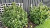 Conspiracy kush - Imgur (1).jpg