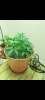 Screenshot_20210320-152025_Gallery.jpg