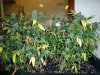 ready-to-harvest-marijuana-normal-yellow-leaves.jpg