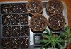7.4.09 seed tray.jpg