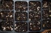 7.4.09 seedlings 5.jpg