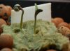 7.4.09 hydro seedlings tray 1.jpg