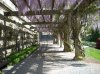 wisteria-vines.jpg