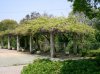 Wisteria_floribunda11.jpg