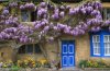 wisteria_1405095c.jpg