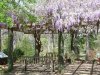 wisteria (1).jpg
