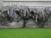 wisteria-dc-apr-081.jpg