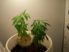 100_0487.jpg