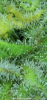 251D1B4A-D766-4AD7-97C8-94B3C945932C.png