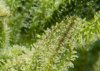 fattrichome.jpg