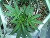 WhiteWidowMax_Clones_2week.jpg