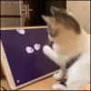 ezgif.com-gif-maker (7).gif