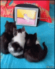 ezgif.com-gif-maker (2).gif