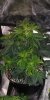 Screenshot_20210413_235627_com.android.gallery3d.jpg