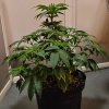 IMG_20210418_045417_679.jpg