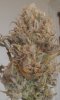 Strawberry Short cake Buds (drying2).jpg