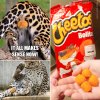 cheetos-bolitas.jpg