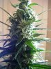 2009_0706flower430011.jpg