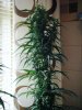 2009_0706flower430064.jpg
