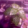 dark green Hot Pepper #.jpg dark green Hot Pepper #.jpg