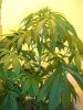 plants 014.jpg