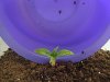 2 plant.jpg