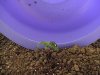 3 plant.jpg