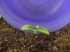 4 plant.jpg