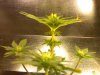 Plant.jpg