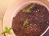 100_1811.jpg