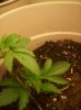 100_1810.jpg