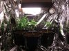 2007_0331Plants0022.jpg