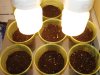 grow_closeup.jpg