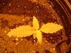 DSCF4129.jpg