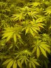 DAY_18_FLOWER_001.jpg