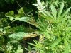 DSCF0079.jpg