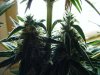 2009_0706flower430012.jpg