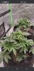 Screenshot_20210512-174048_Chrome.jpg