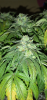 Screenshot_20210518-213429.png