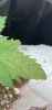 98A4A400-CCF9-4946-83DF-2D6802D187C2.png
