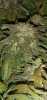 Screenshot_20210519-204326.png