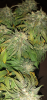 Screenshot_20210519-204437.png