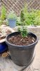 Dork Plant.jpg Dork Plant.jpg