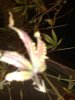 04082009035.jpg