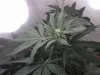 plant 3.jpg