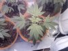 plant 4.jpg